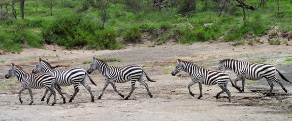 Fototapeta na wymiar Zebras in the Serengeti National Park, Tanzania