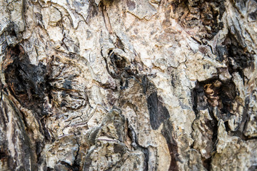wood texture background with natural pattern.brown wooden texture background old panels.