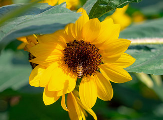 Close-up Shots of Flowered Sunflowers 