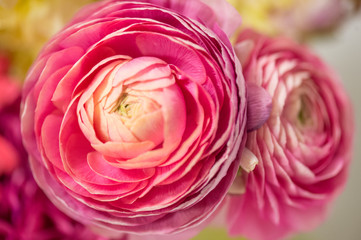ranunculus blooms close-up 