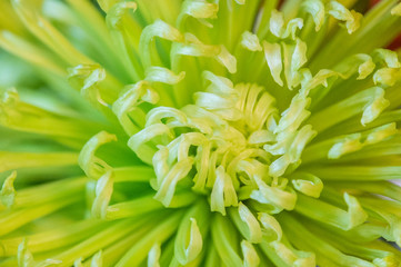 green chrysanthemum closeup