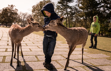 Two young boys feeding the deer in the late afternoon at Nara Park, Japan
