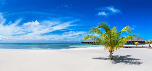 Fototapeta na wymiar Palm tree in the Maldives