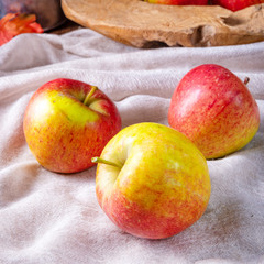 Malus sylvestris, the tasty  European crab apple,