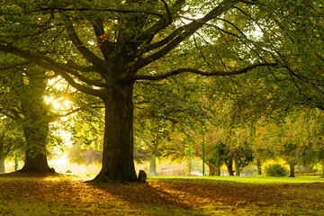 Naklejka premium trees with awesome sunbeams