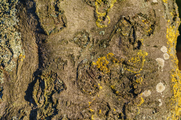 Bark of tree
