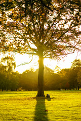 Solitary tree with awesome sunbeams