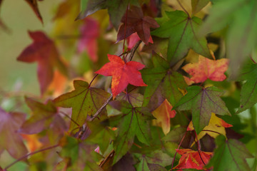 Falling autumn maple leaves natural background