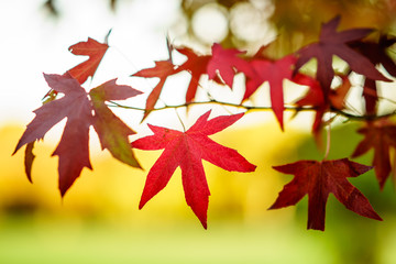 Falling autumn maple leaves natural background