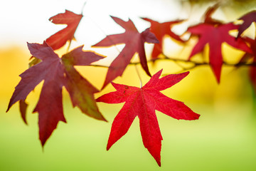 Falling autumn maple leaves natural background