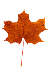 bright colorful red maple leaf on white background