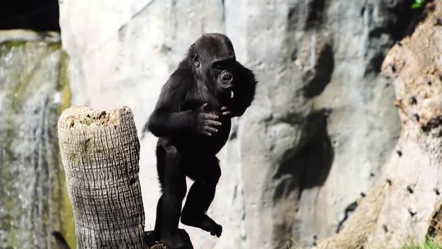 Amazing footage of a Baby gorilla playing at a zoo. Young gorilla hitting his chest.