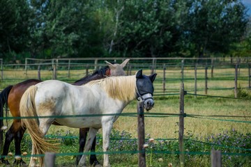 Chevaux avec oeillères.