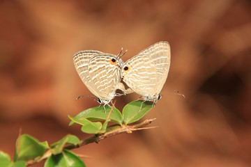 Common Pierrot butterfly pair mating