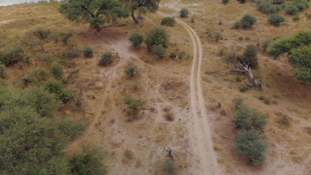 4K overhead shot of a troop of baboons in the bushes