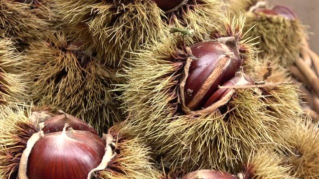 Chestnut thorns shell, seasonal dried fruits in autumn
