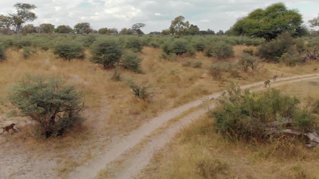 4K aerial chase of a troop of baboons in the bushes
