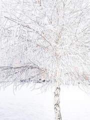 Winter snowy background. Birch tree covered with snow.