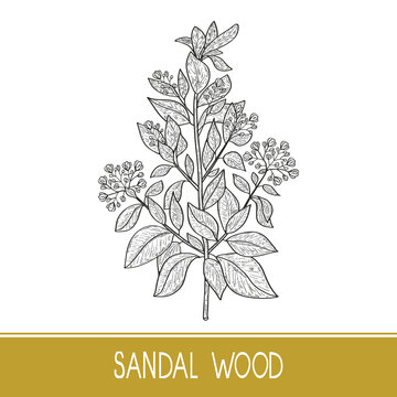 1 242 Best Sandalwood Plant Images Stock Photos Vectors Adobe Stock 1 242 Best Sandalwood Plant Images Stock Photos Vectors Adobe Stock