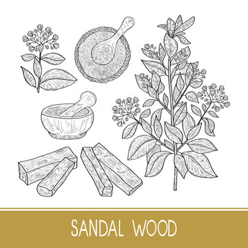 Sandal wood. Plant. A stem, leaf, flower. Powder, mortar, spoon.