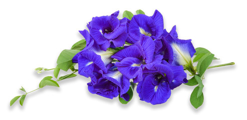 Pea flower isolated on white clipping path