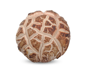 Shiitake mushroom isolated on white clipping path