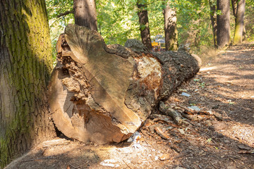 Old felled tree lies in the forest