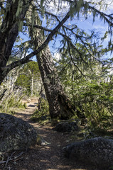 National Park Nahuelbuta, South of Chile.