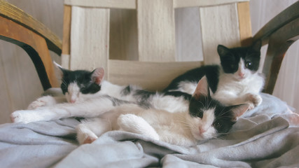 Three cute little kitten sleeping together