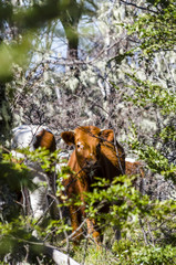 Wild cow on National Park Nahuelbuta, South of Chile.