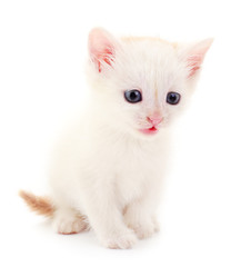 Smal white kitten .