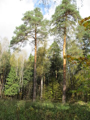 Two pines on the background of mixed forest on a gray day