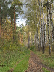 path under pines and birches in early autumn in the forest