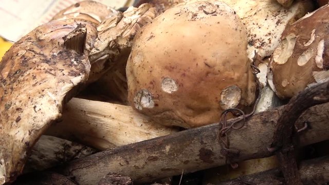 Porcini mushrooms, outdoor. Seasonal fruits in autumn in packbasket