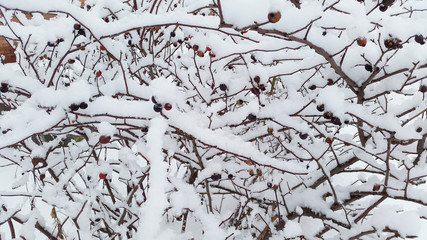 bush with red berries under snow - winter in Ukraine