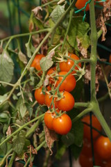 tomates de rama