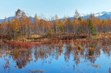 Fototapeta premium Autumn landscape with a swampy pond and yellowed trees in the foothill valley
