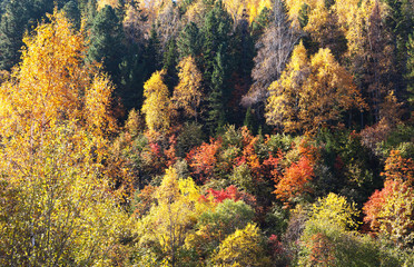 Fototapeta premium Top view of the autumn forest. Natural abstract background of yellowed trees, green pines and red falling leaves of shrubs