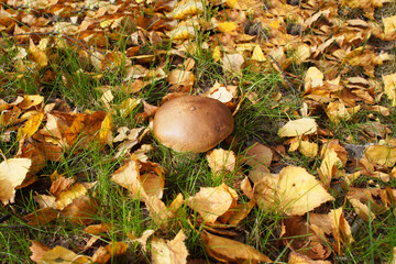 big mushroom in a grass and yellow foliage. autumn motives