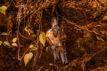 snake devouring a bird wild in nature