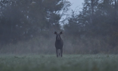 Moose bull in the misty meadow with forest background, rutting season