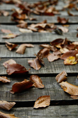 Autumn background with leafs