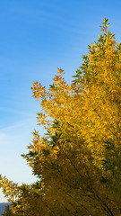 Fototapeta premium tree in fall