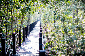 The wooden bridge, boardwalk, wooden walkway for nature trail the mangrove forest . View of wooden bride surrounding with tree at mangrove forest  where is the great place for relaxing on holiday. 