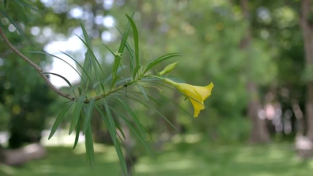 A Yellow oleander flower on the tree branch is shaking with wind