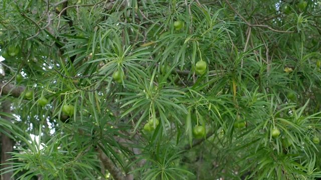 bush of Yellow oleander branch with fruits shaking with wind