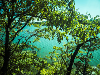 trees and a lake landscape