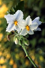 white flowers of Solanum Sisymbriifolium plant