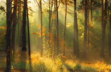 walk in the autumn forest. Morning. Sunlight. Sun rays.