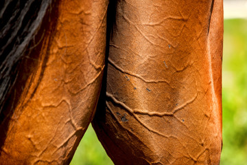 Close-up of rear of a horse.